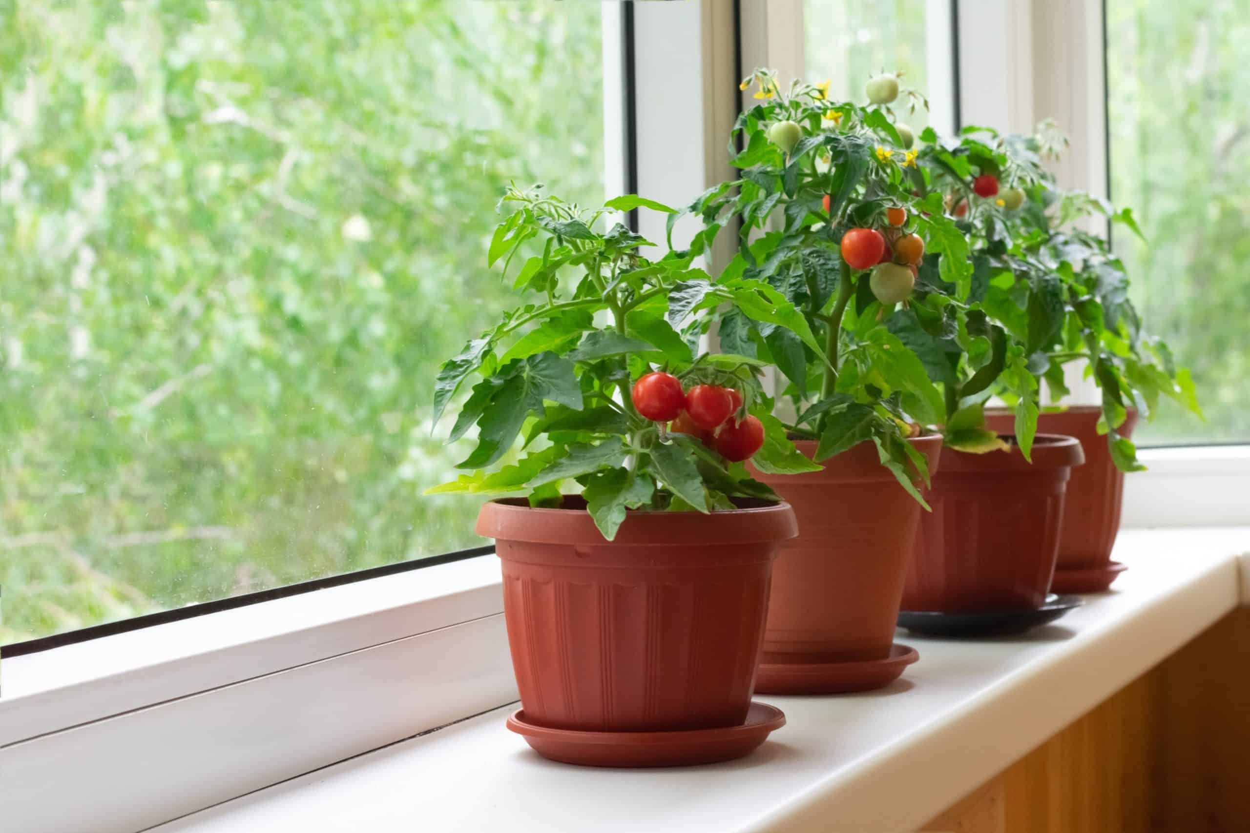 Tips For Growing Cherry Tomatoes In Pots