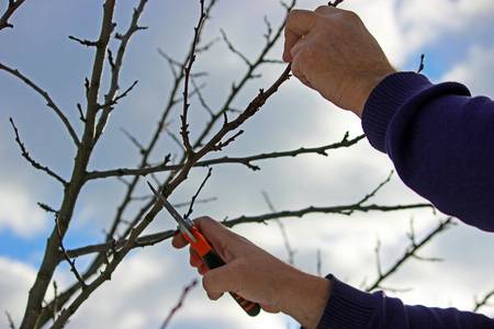 Benefits Of Pruning Fruit Trees