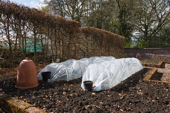 How To Protect Your Plants This Winter