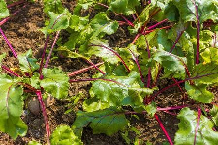 Vegetable Gardening for Beginners