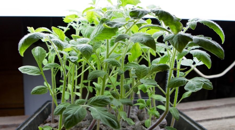 Growing Plants Under Lights - Everything You Need To Know