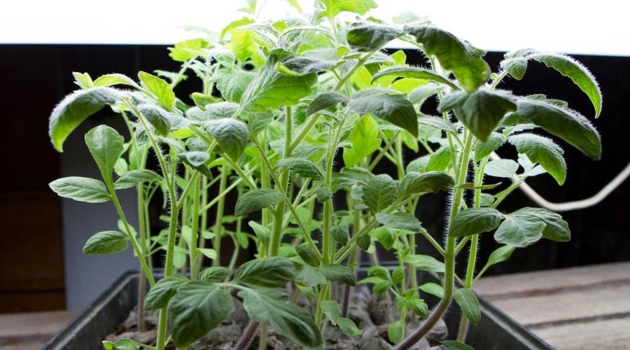 elevate plant pots Luxury Planters & Decorative Pots for Every Space