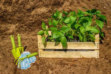 Compost vs Topsoil: Which is Best to Use and When?