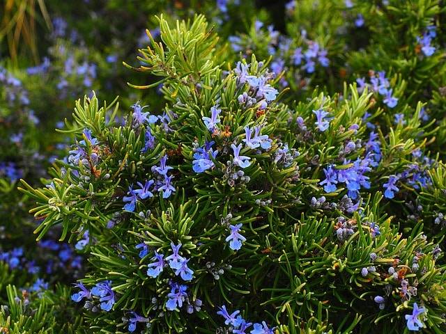 Everything You Need to Know About How to Grow Rosemary