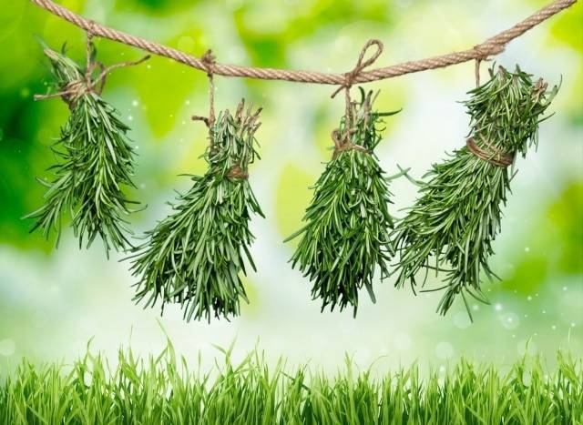 Everything You Need to Know About How to Grow Rosemary
