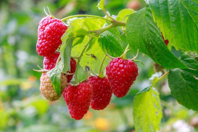 Growing Raspberries: Its Origin, Benefits, and Recipes