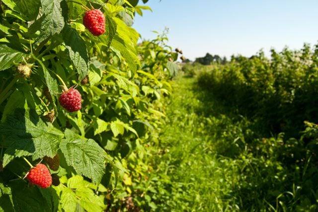 Growing Raspberries: Its Origin, Benefits, and Recipes