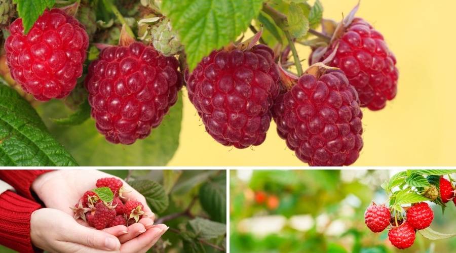 Reppoting Raspberries Growing Raspberries: Its Origin, Benefits, and Recipes
