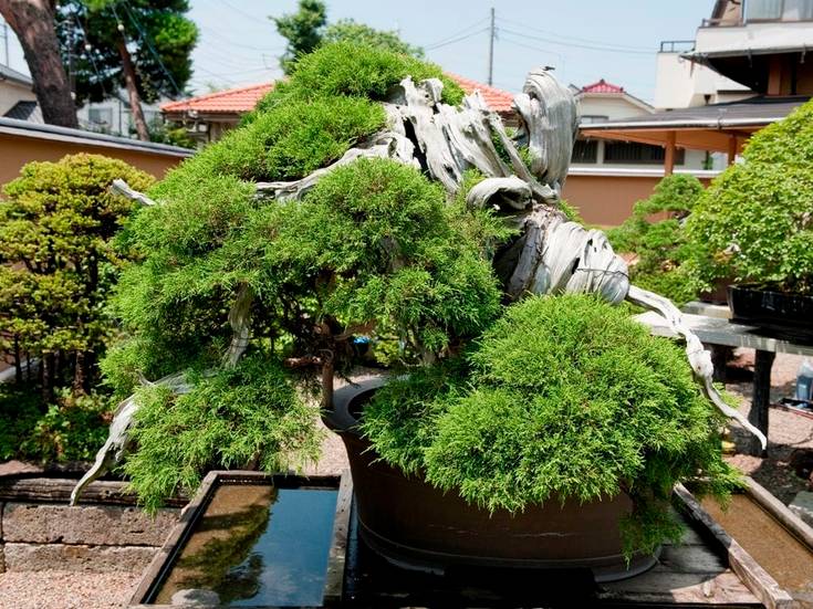 10 Pics of the Oldest Bonsai Tree