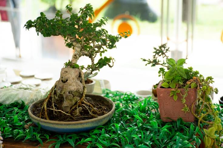 Sequoia Bonsai Tree - Everything You Need To Know