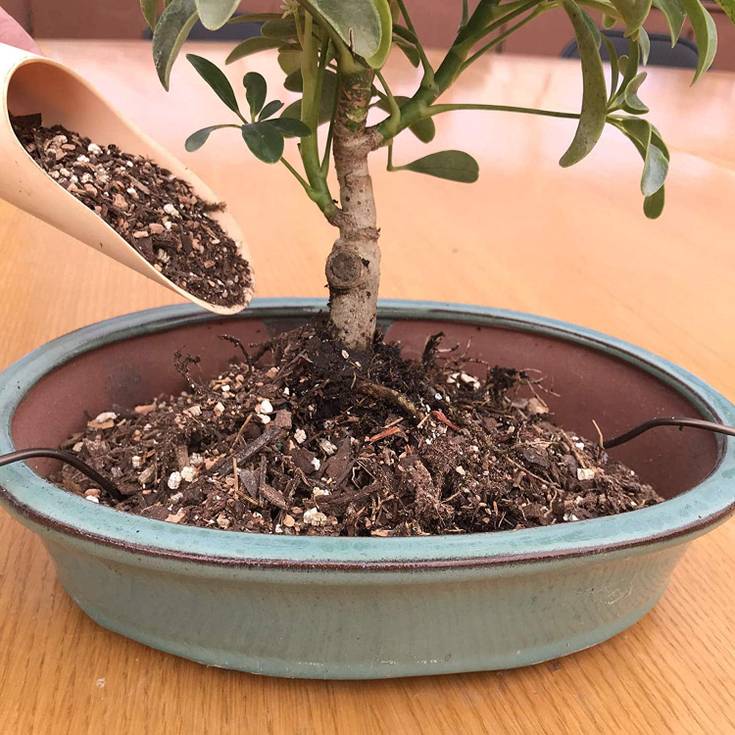 Everything You Need to Know About Japanese Bonsai Trees