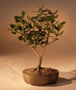 Bonsai Apple Trees: A Guide to Compact Fruit Tree Care