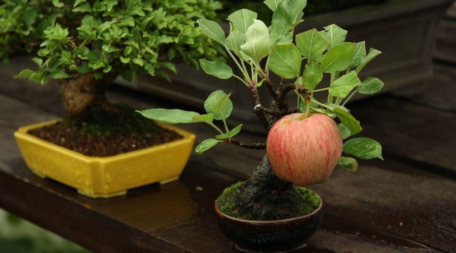 Bonsai Apple Trees: A Guide to Compact Fruit Tree Care