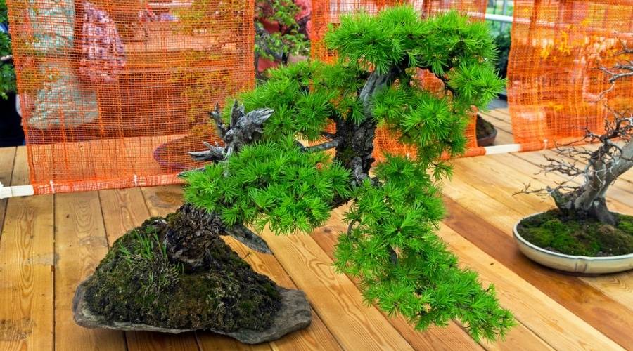 Larch Bonsai Growth and Care Guide