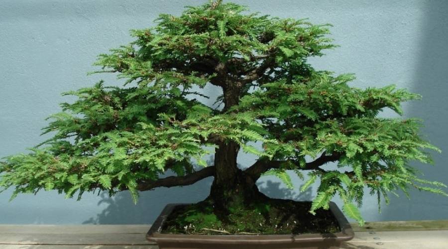 strahlenaralie bonsai Dwarf Umbrella Tree – Bonsai Ottawa