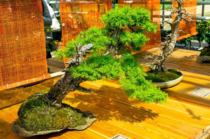 Larch Bonsai Growth and Care Guide