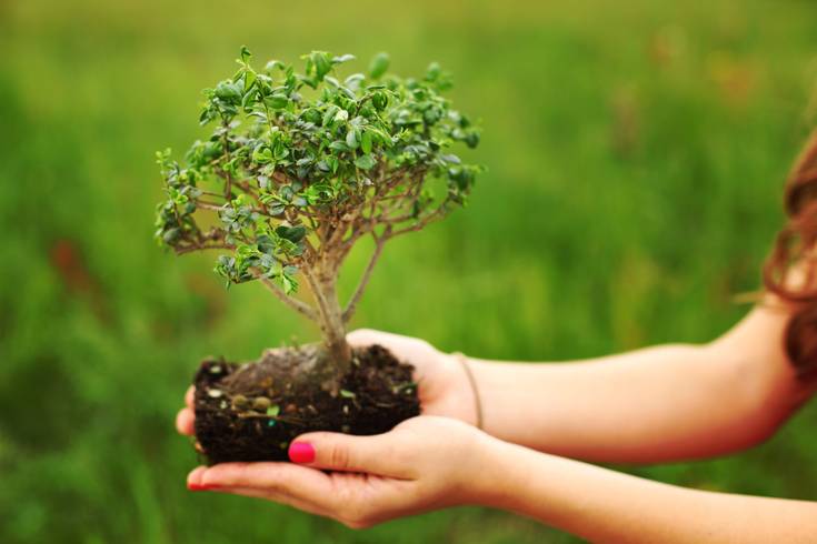 bambus dünger Bambus Dünger Flora Boost für gesunde und prächtige Bambuspflanzen main image 0