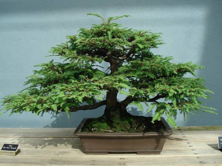 bonsai ficus substrat Ficus main image 1