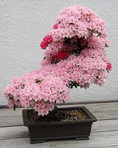 43 Pink Bonsai Trees