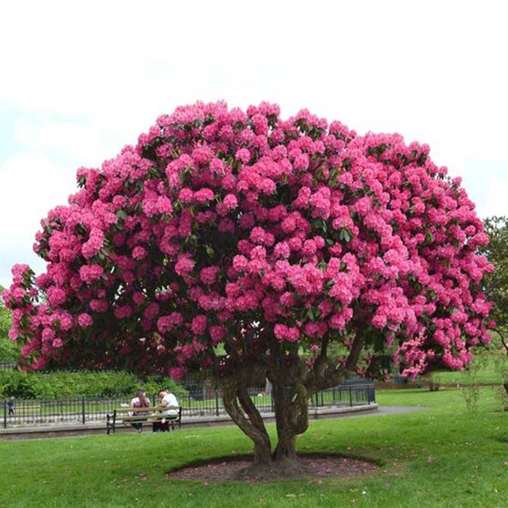 indoor azalea plant Indoor Blooming Azalea – Denchfield Nursery, Inc main image 0