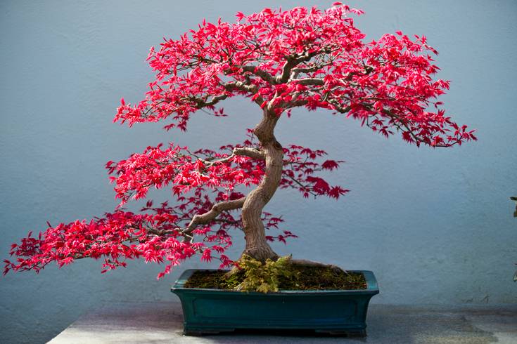 japanese juniper bonsai Dwarf Japanese Garden Juniper