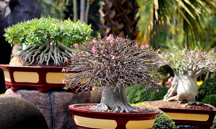 8 Of The Coolest Bonsai Trees Around The World