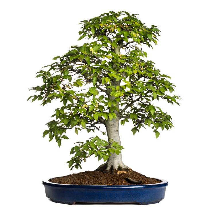 8 Of The Coolest Bonsai Trees Around The World