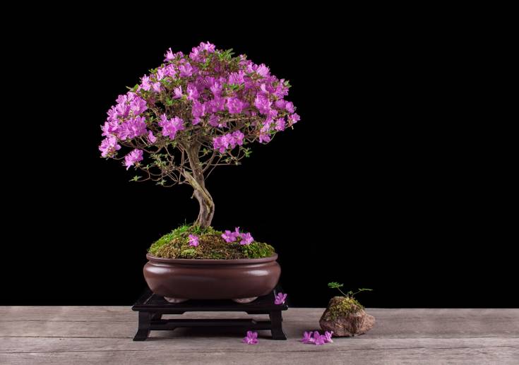Cotoneaster Bonsai Growth and Care Guide