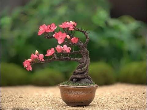 43 Pink Bonsai Trees