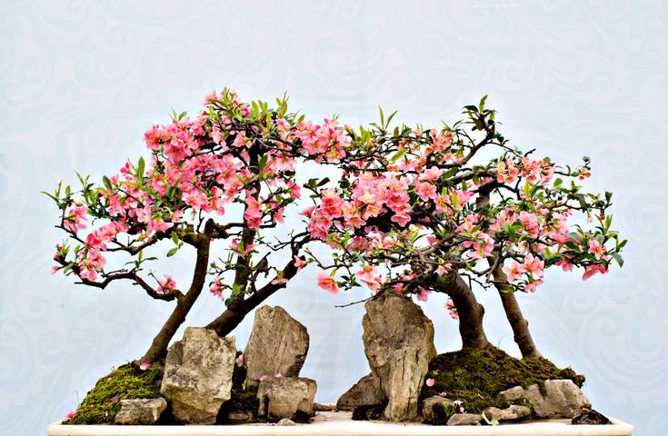 43 Pink Bonsai Trees