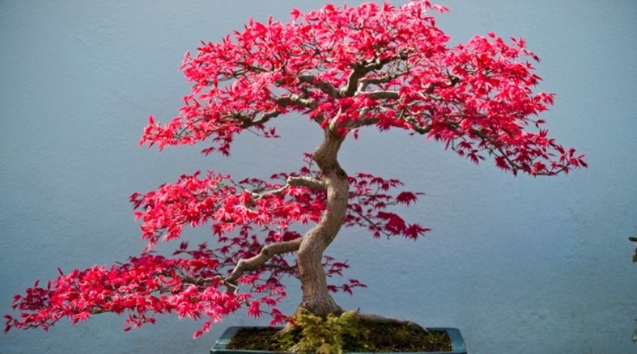 43 Pink Bonsai Trees