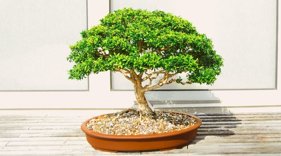 terre pour bonsai Terreau maison pour bonsaï conifère main image 0