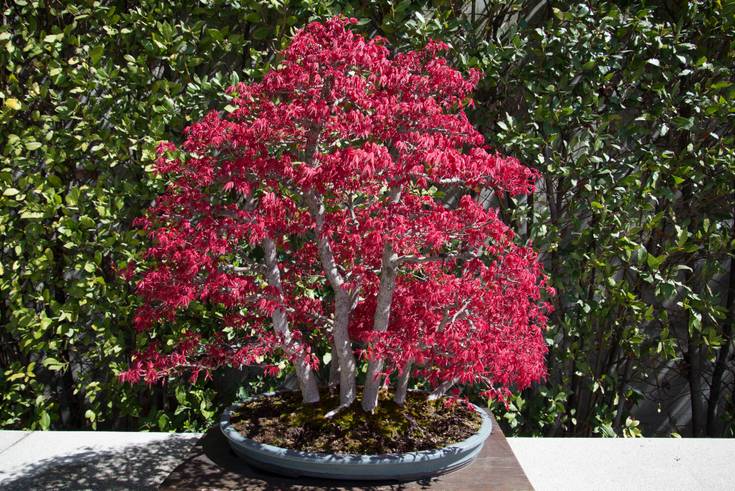 43 Pink Bonsai Trees
