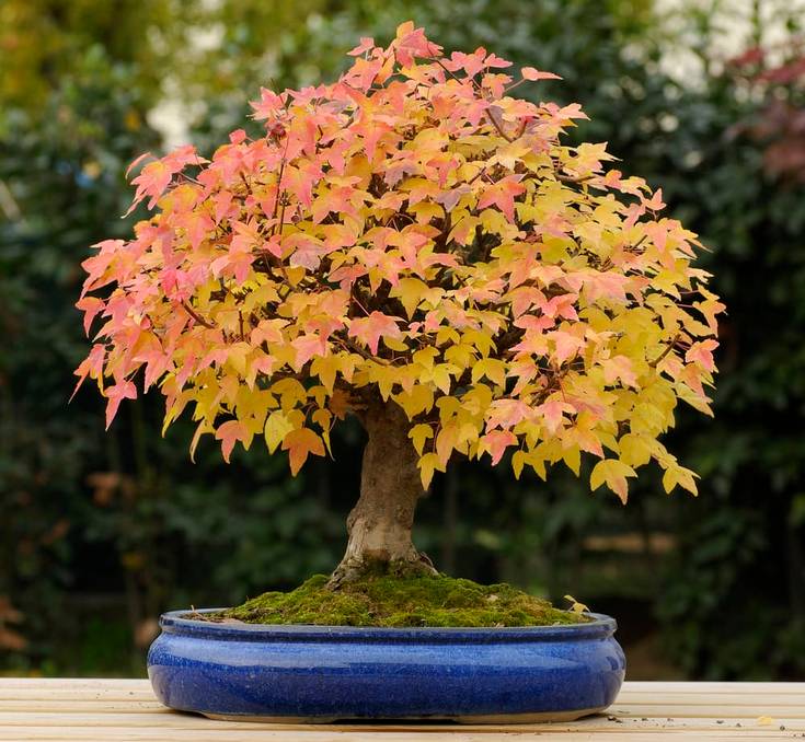 bonsai silver maple Japanese Maple Bonsai – B for Bonsai