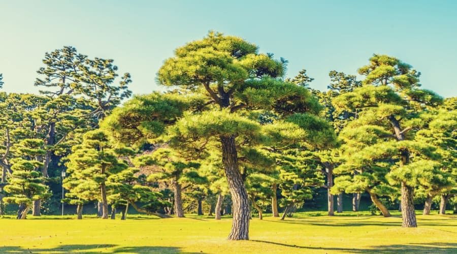 13 Stunning Giant Bonsai Trees with Pictures!