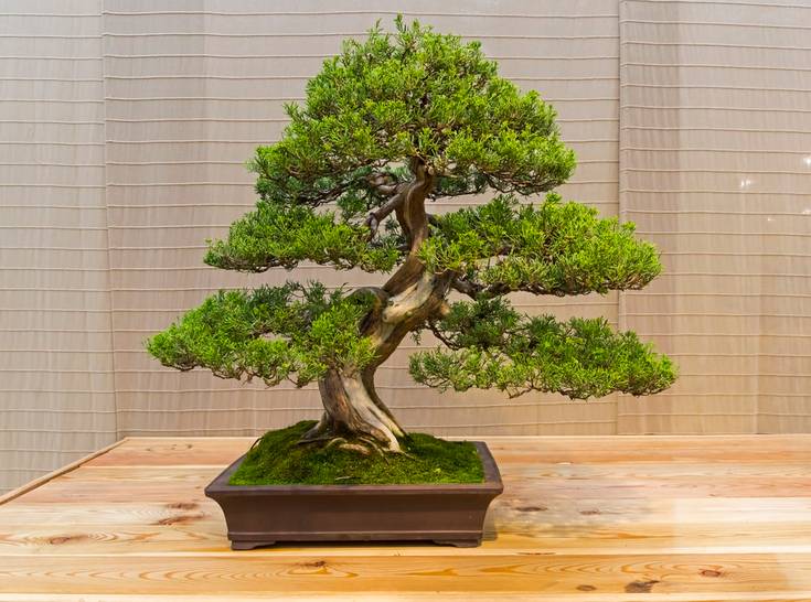 8 Of The Coolest Bonsai Trees Around The World