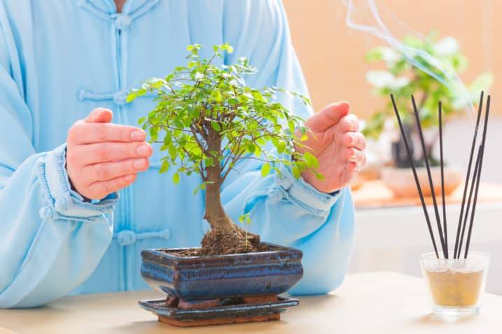 Brazilian Rain Tree Bonsais - Everything You Need to Know