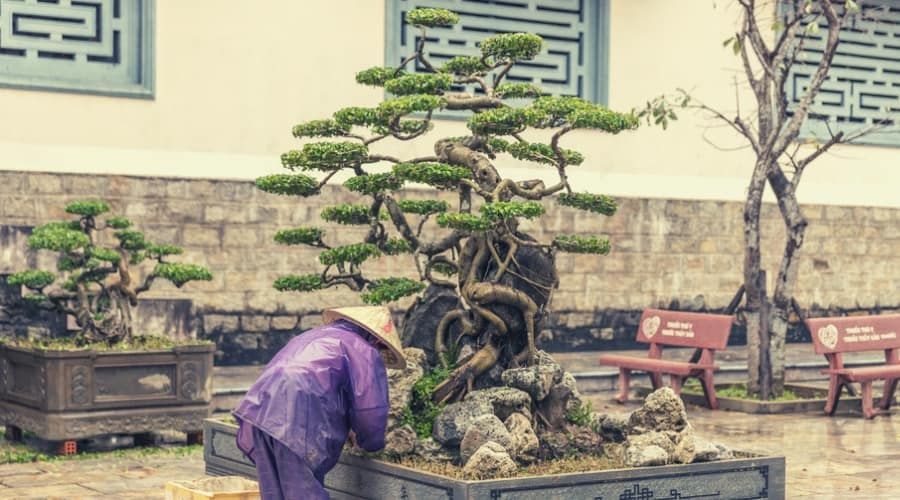 Brazilian Rain Tree Bonsais - Everything You Need to Know