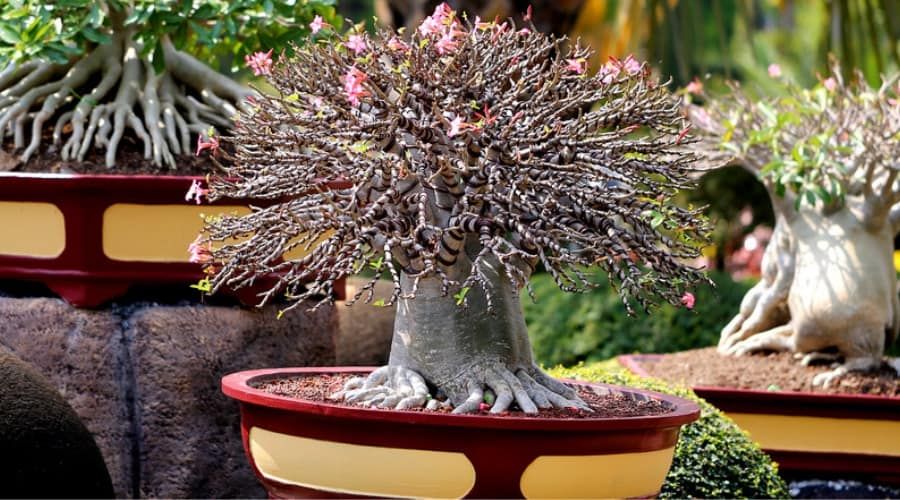 8 Of The Coolest Bonsai Trees Around The World