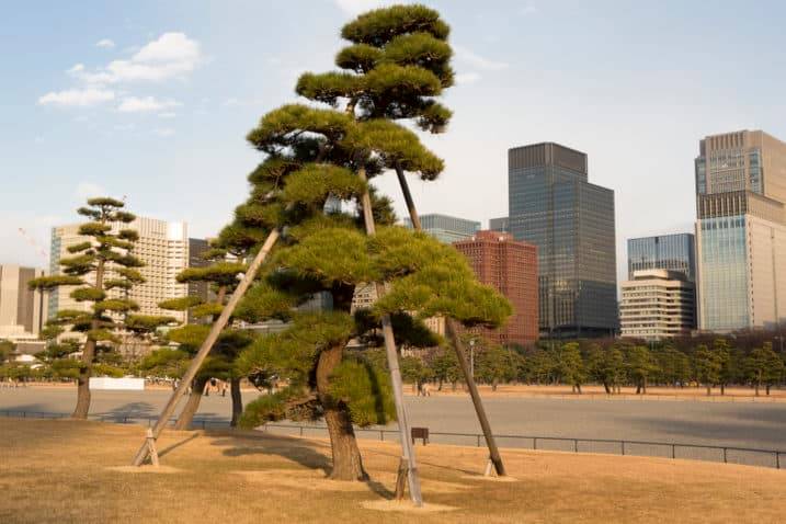 13 Stunning Giant Bonsai Trees with Pictures!