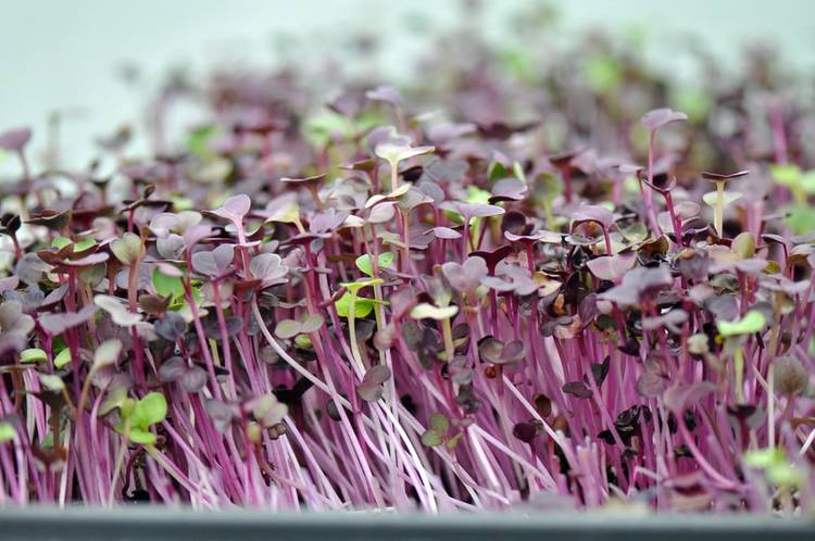 Health Benefits of MicroGreens: A Guide to Growing Smart Greens