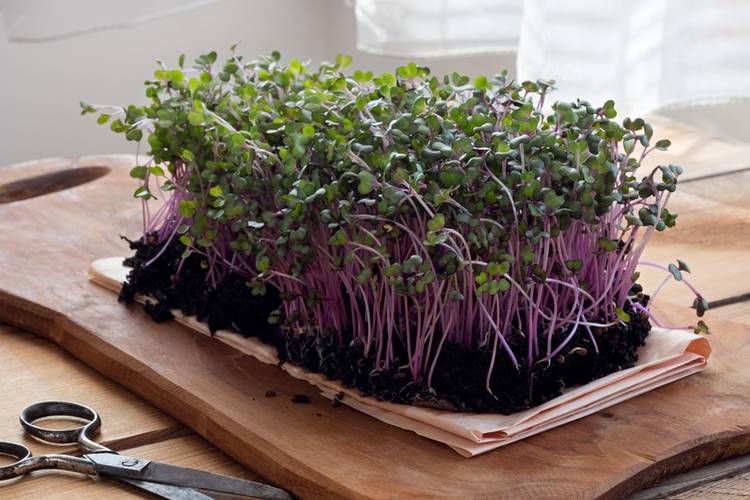 Health Benefits of MicroGreens: A Guide to Growing Smart Greens