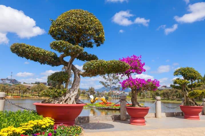 13 Stunning Giant Bonsai Trees with Pictures!