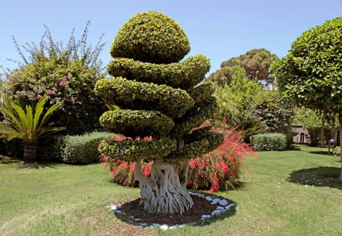 buy calamondin tree australia Calamondin Calamansi Variegated Citrus Fruit Tree  Perth Mobile Nursery