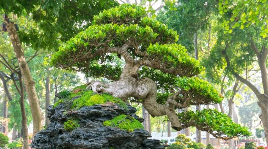 29 Gorgeous Pictures of Bonsai on Rocks
