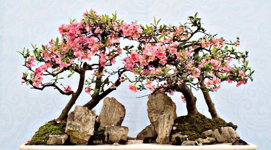 75 of the Best Flowering Bonsai Tree Ideas