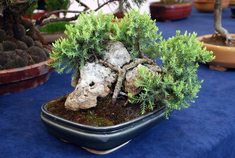 29 Gorgeous Pictures of Bonsai on Rocks