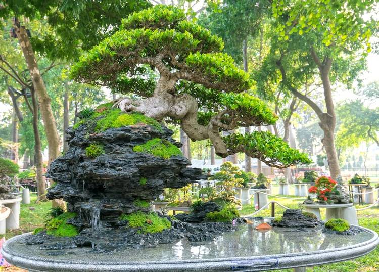 29 Gorgeous Pictures of Bonsai on Rocks
