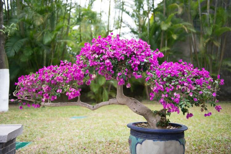 75 of the Best Flowering Bonsai Tree Ideas