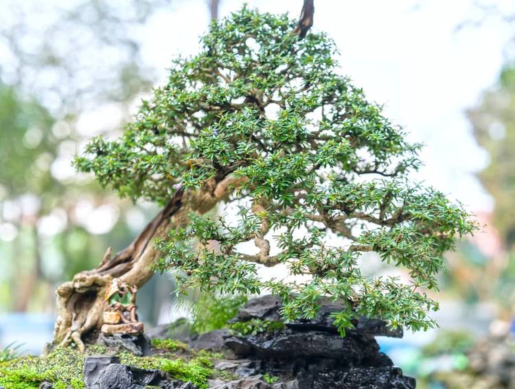 29 Gorgeous Pictures of Bonsai on Rocks
